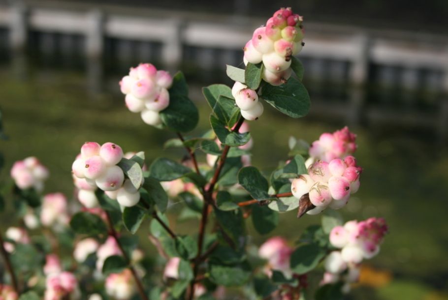 Snowberry