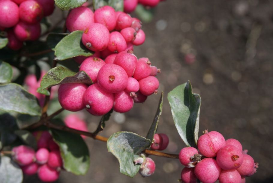 Snowberry