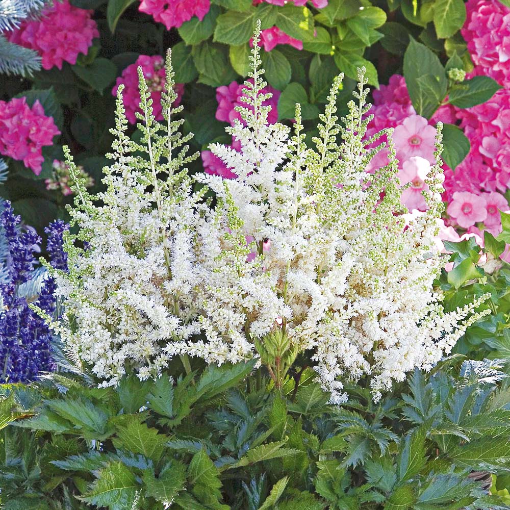 Astilbe