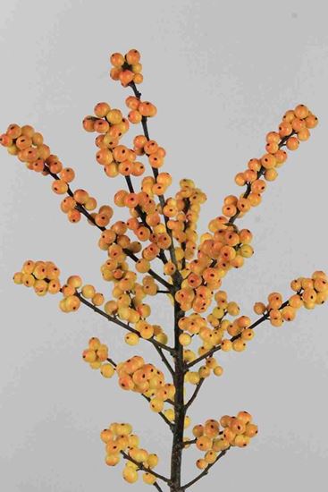 Ilex