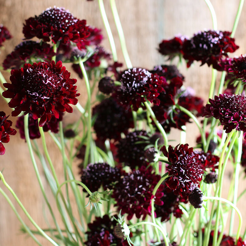 Scabiosa Varieties