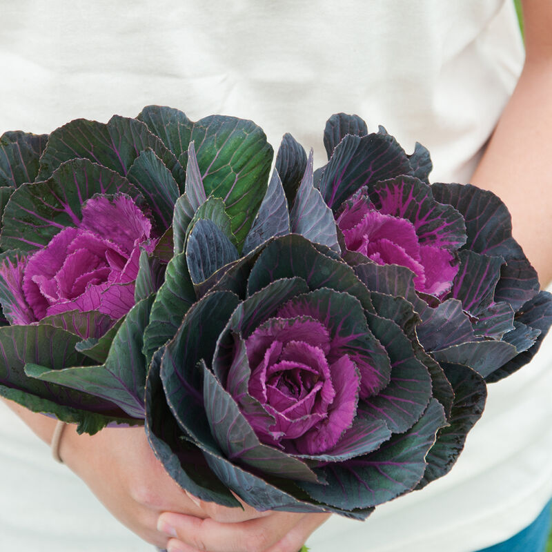 Flowering Kale
