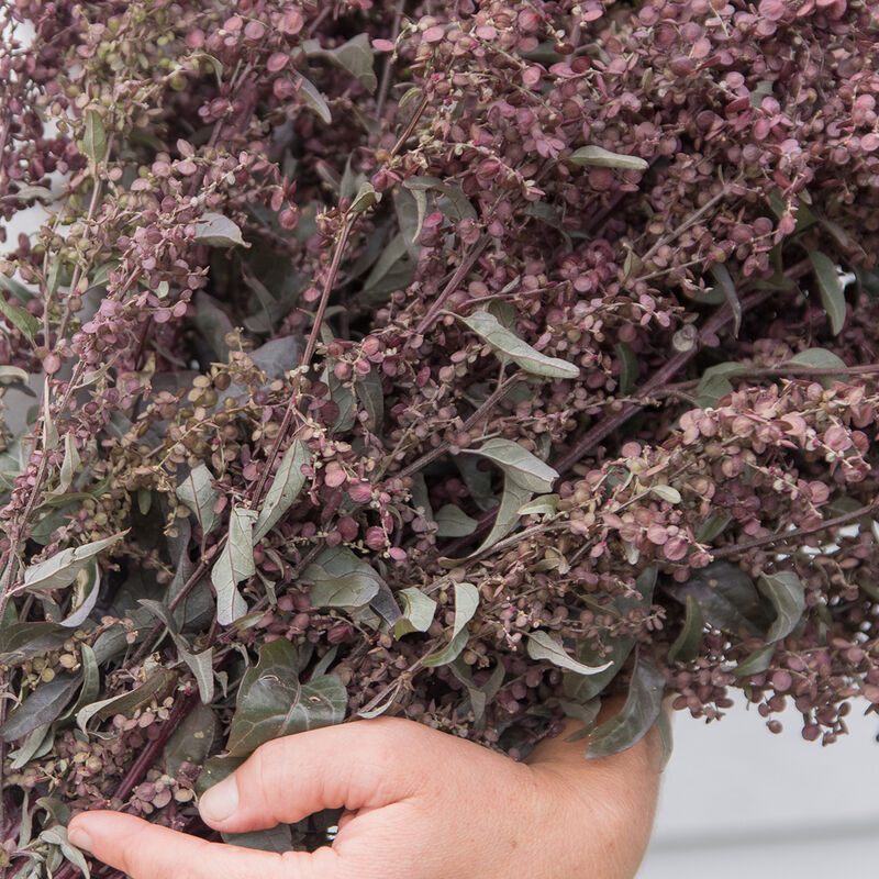 Atriplex