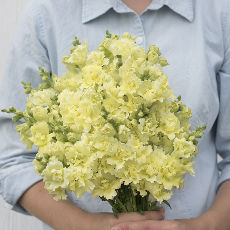 Snapdragons