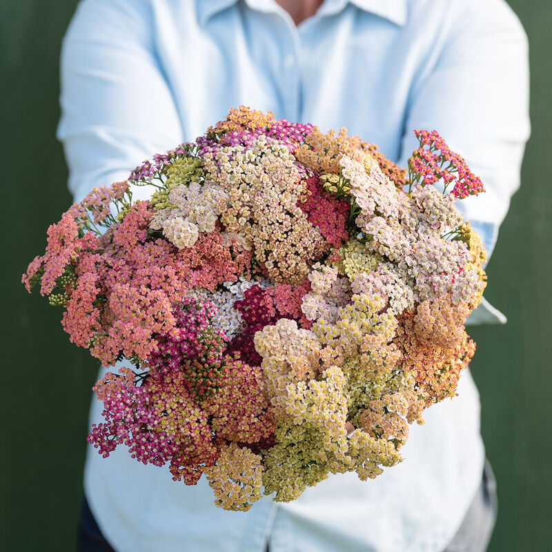 Yarrow
