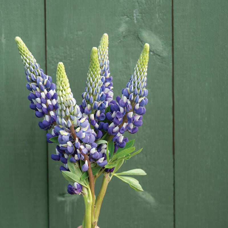 Lupine
