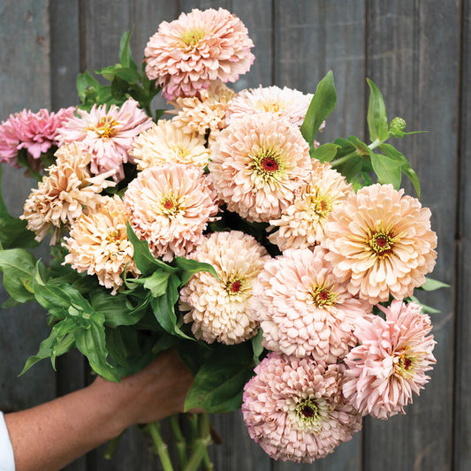 Zinnias