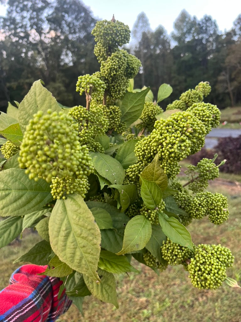 Callicarpa