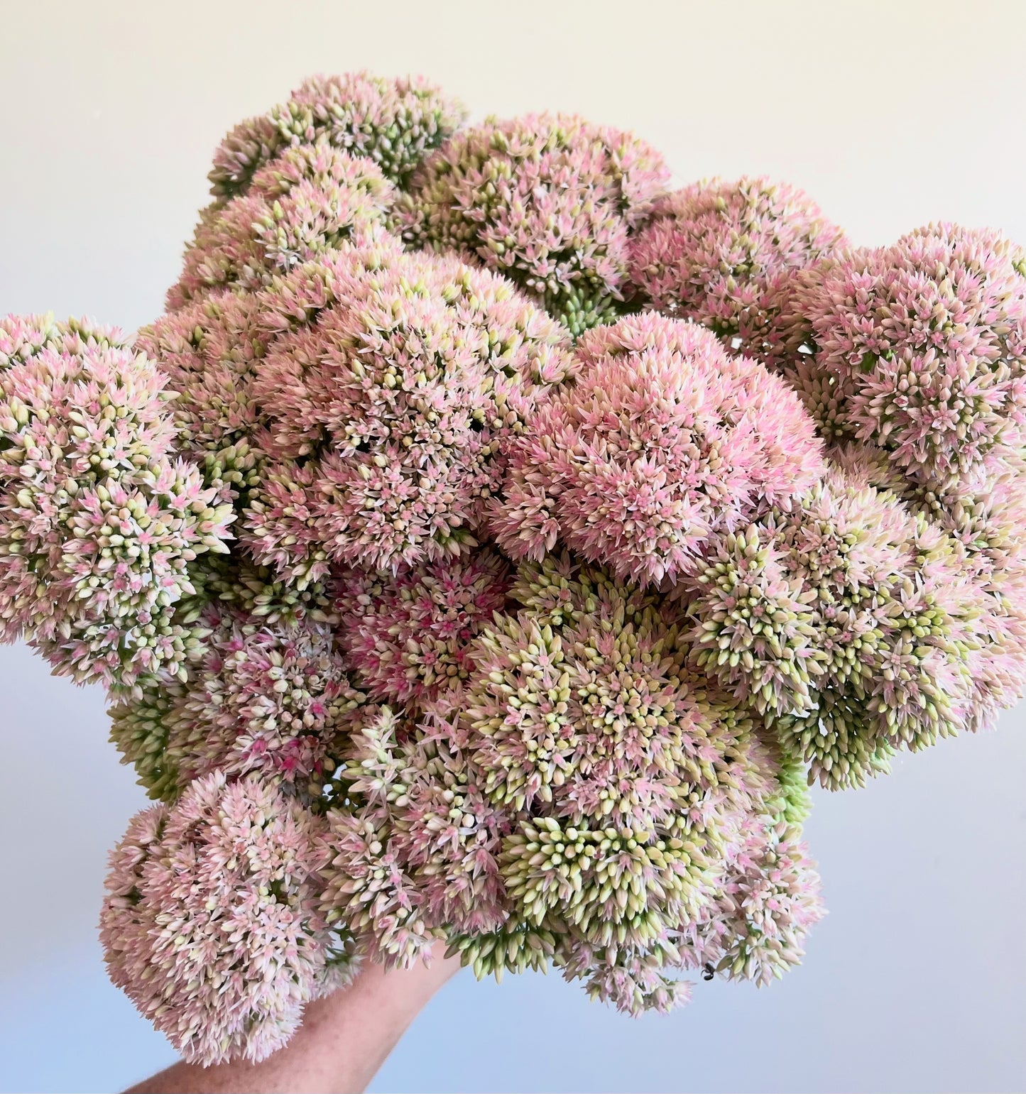 Sedum