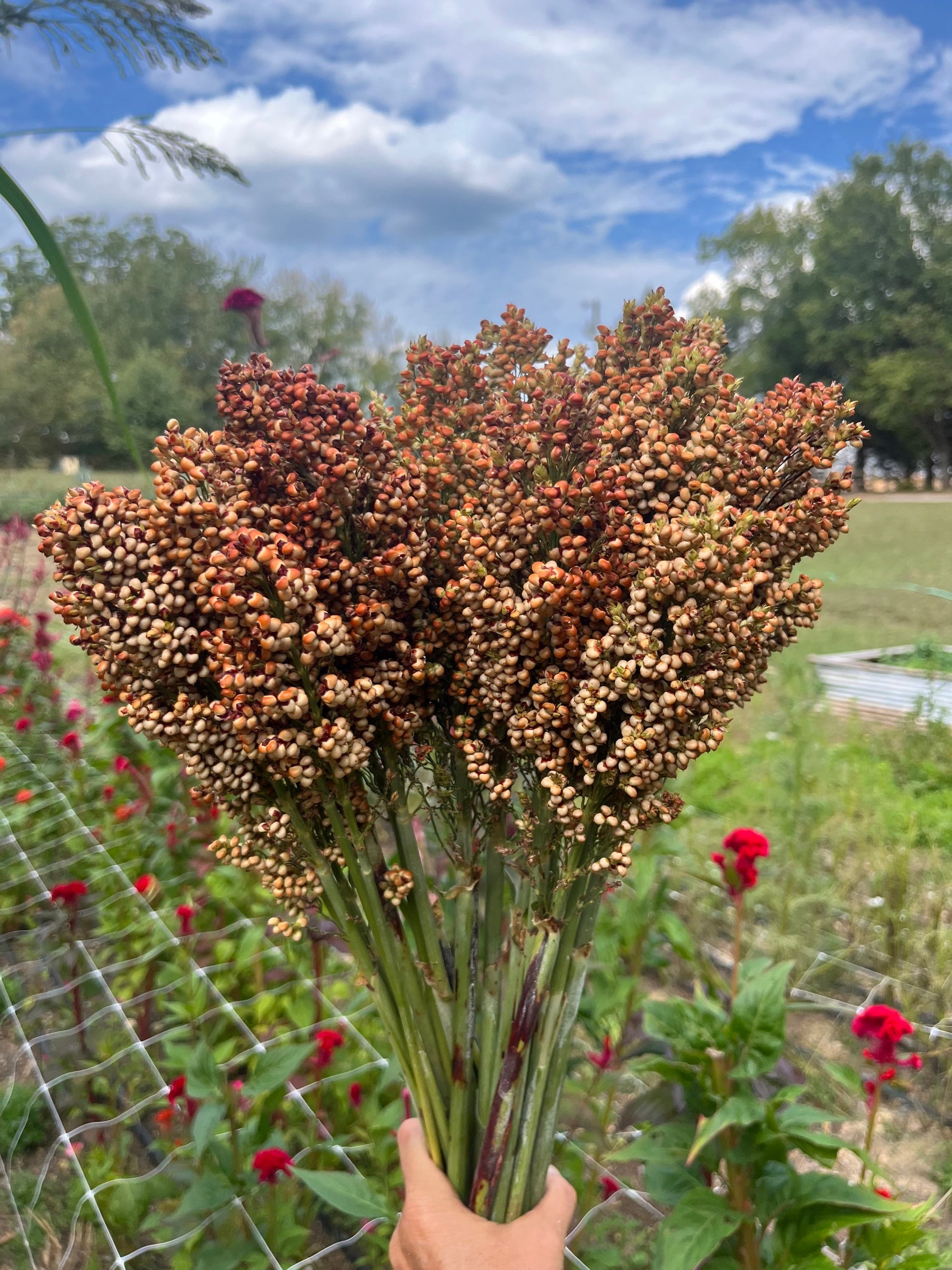 Sorghum image 1