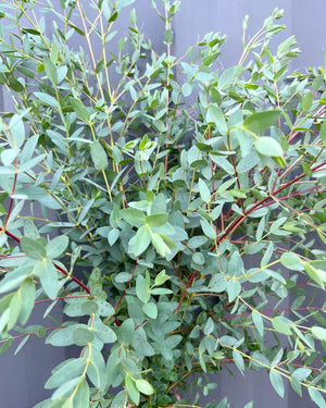 Order Greenery Buckets