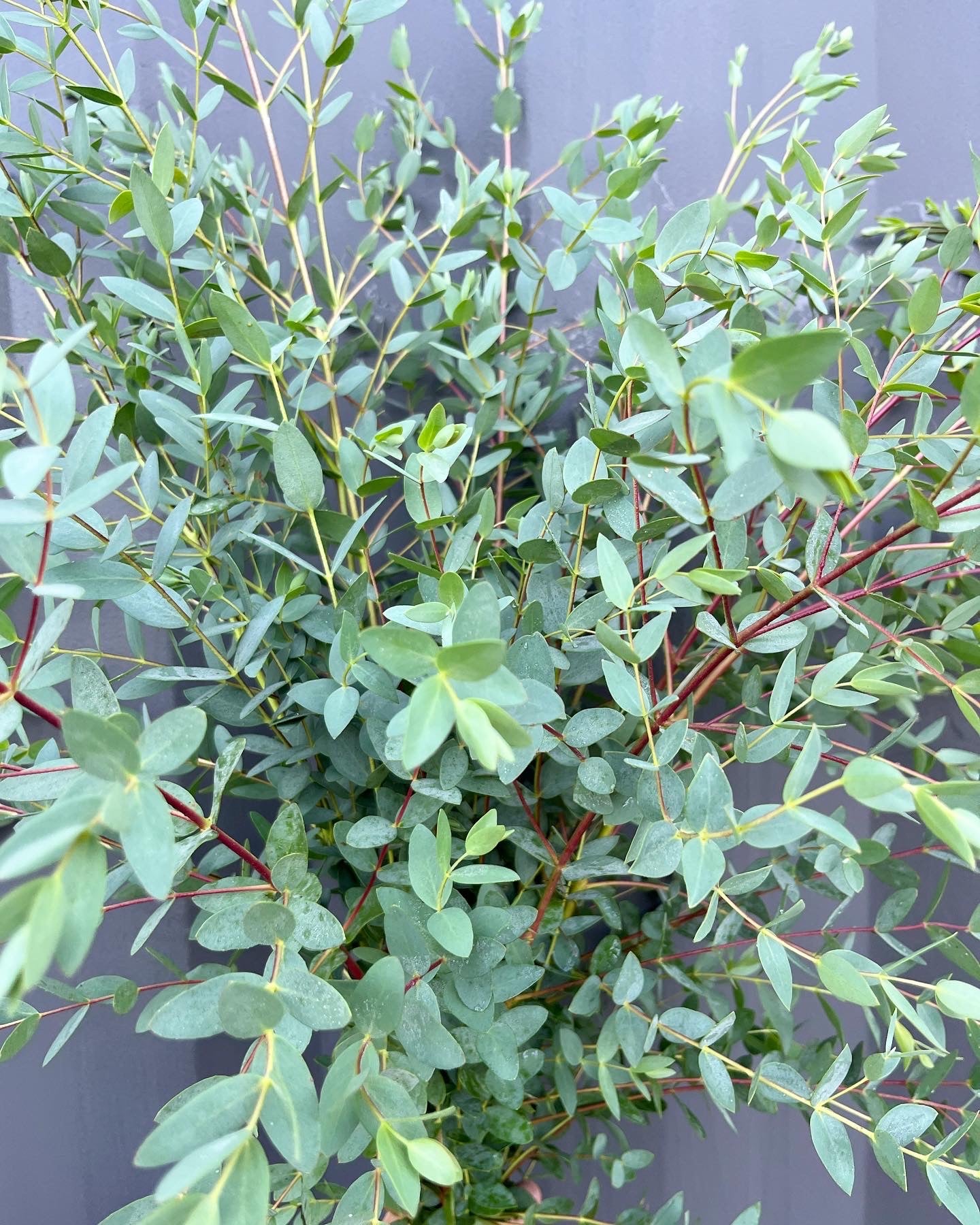 Holiday Greenery Bucket