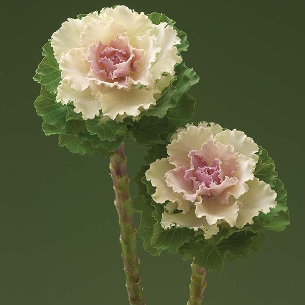 Flowering Kale