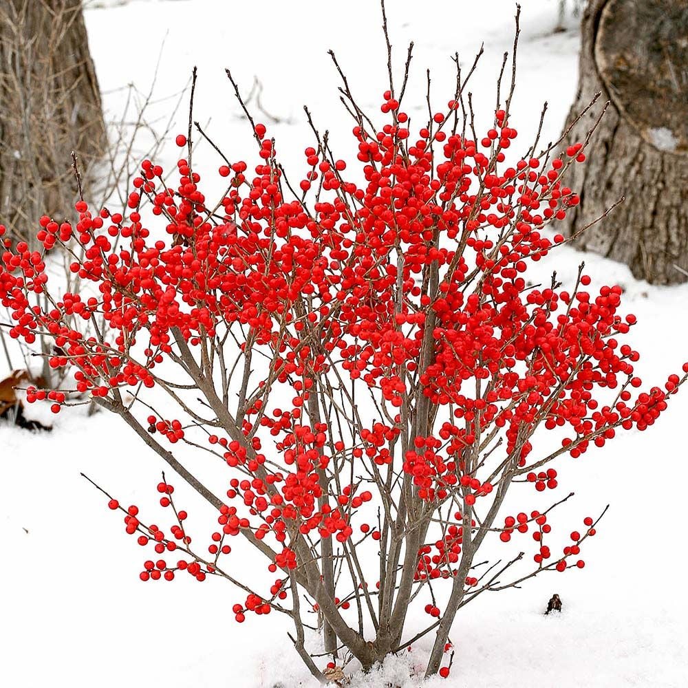 Ilex