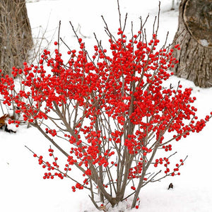 Ilex