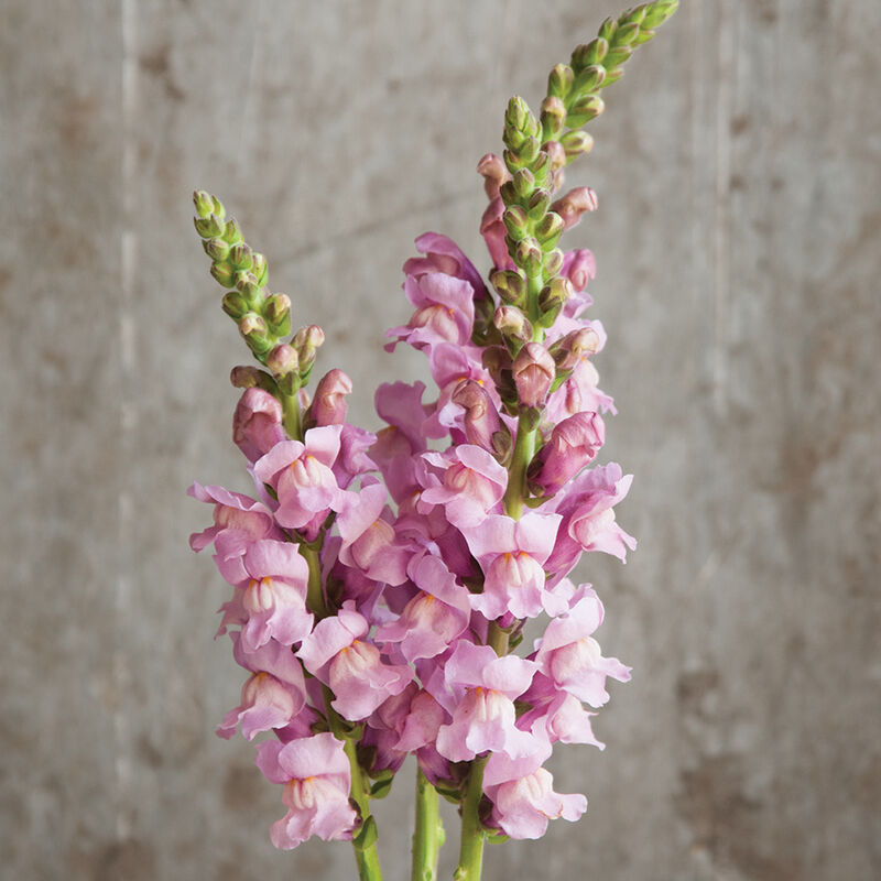 Snapdragons