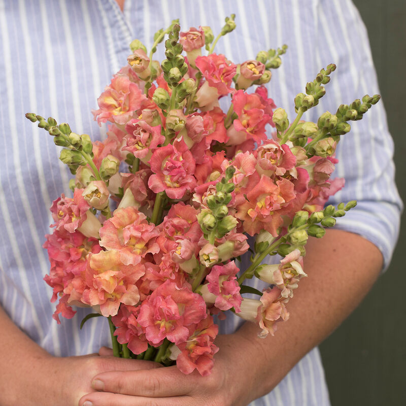 Snapdragons image 1