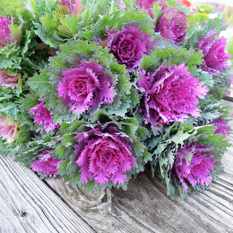 Flowering Kale