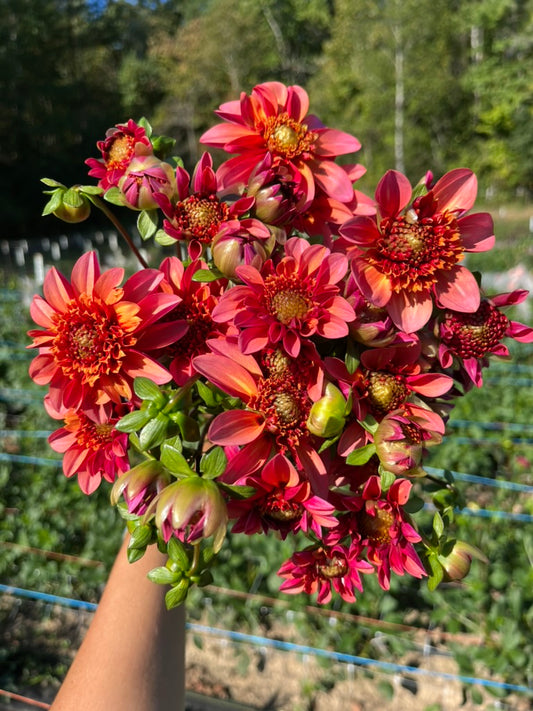 Totally Tangerine Dahlia Tuber