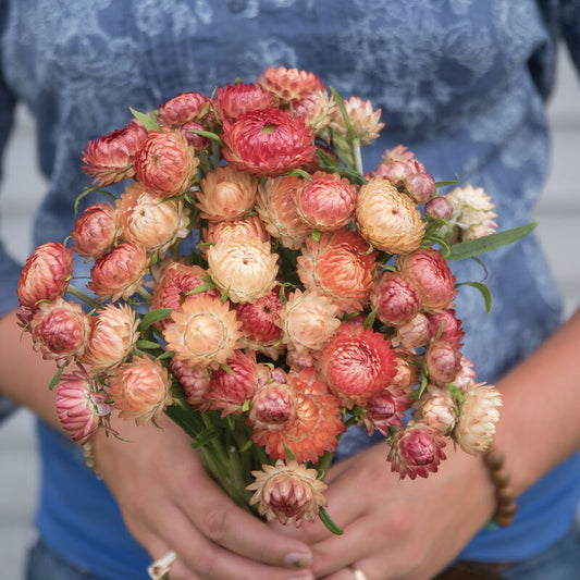 Strawflower image 0