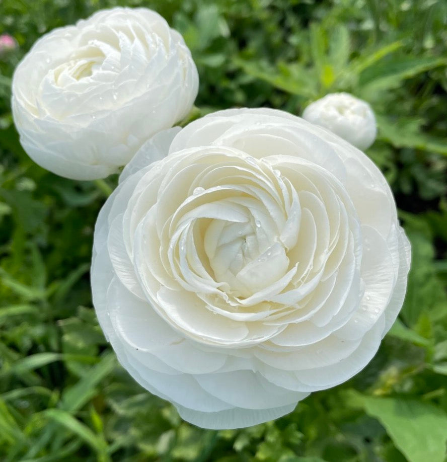 Ranunculus Regular Varieties image 10
