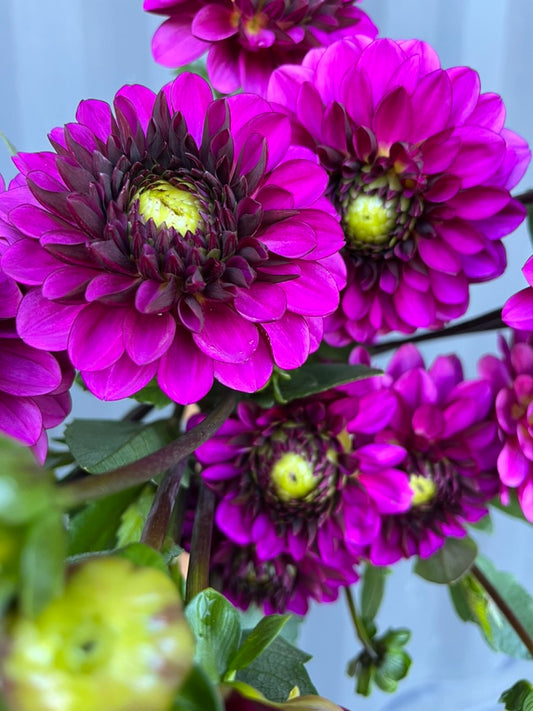 Lilac Bull Dahlia Tuber