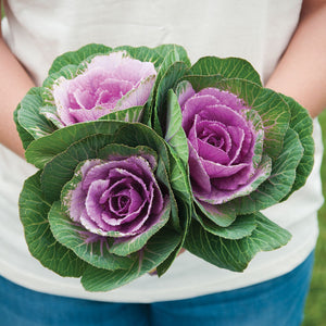 Flowering Kale