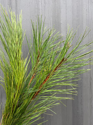 Pine Branches