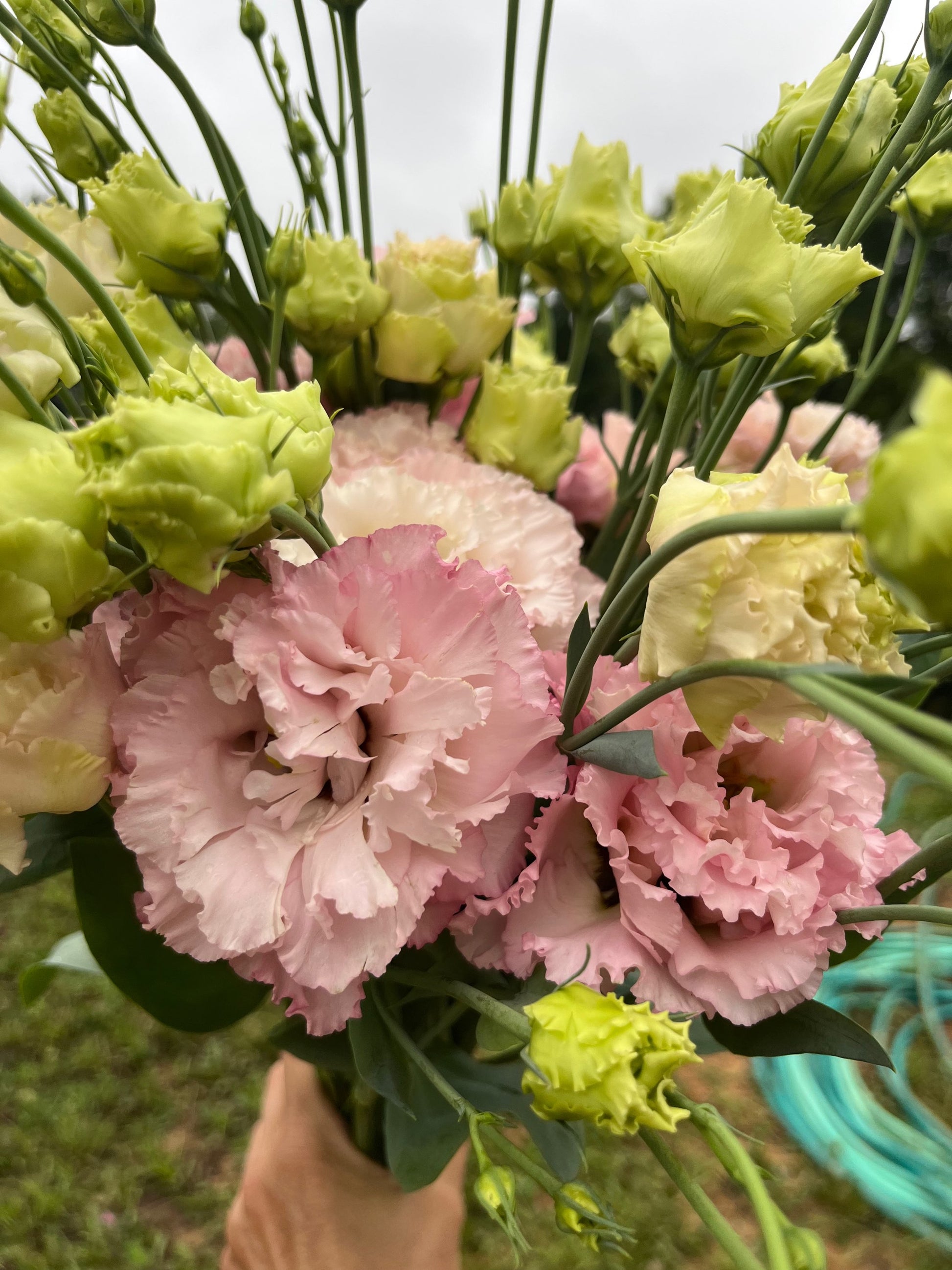 Lisianthus image 4