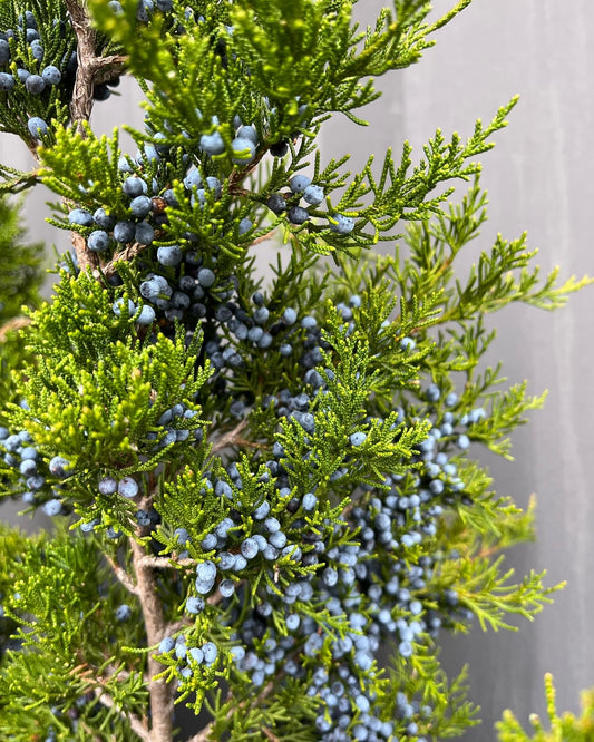 Juniper with Blue Berries