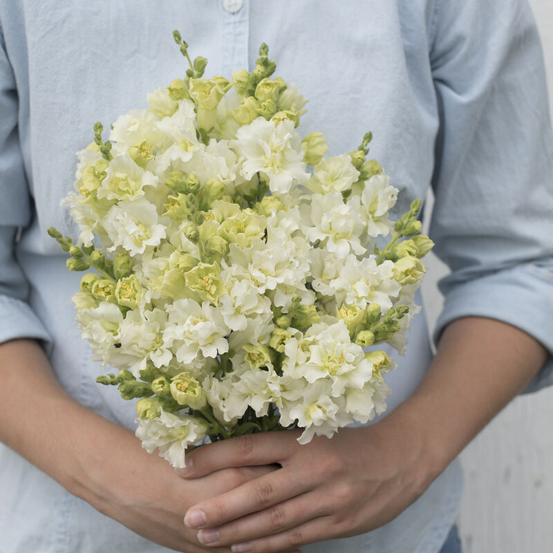 Snapdragons image 3