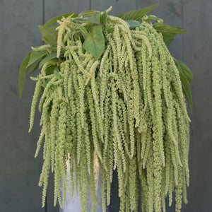 Amaranth