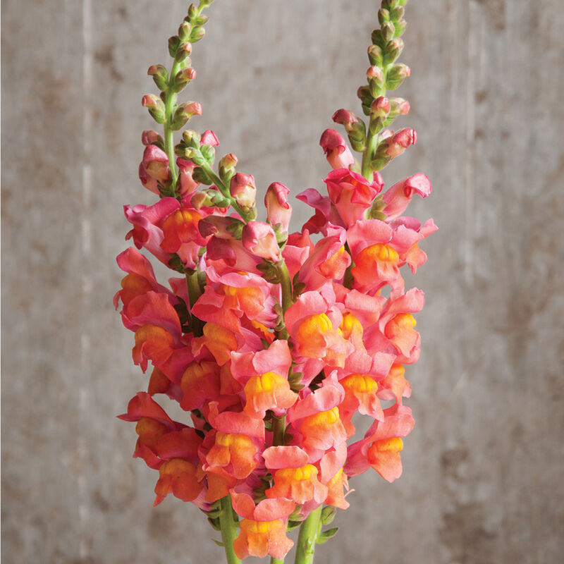 Snapdragons image 0