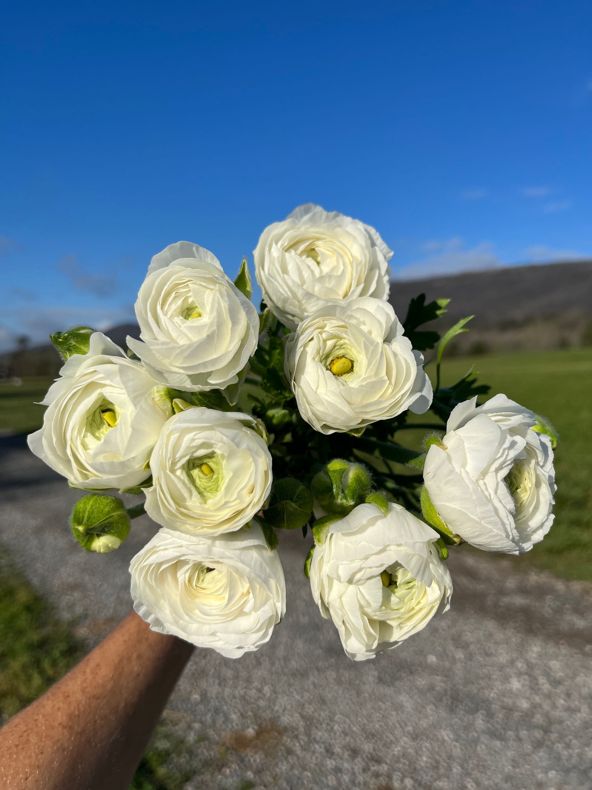 Ranunculus Regular Varieties image 3