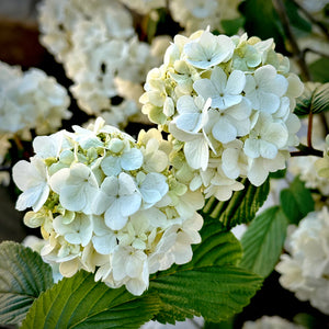 Viburnum