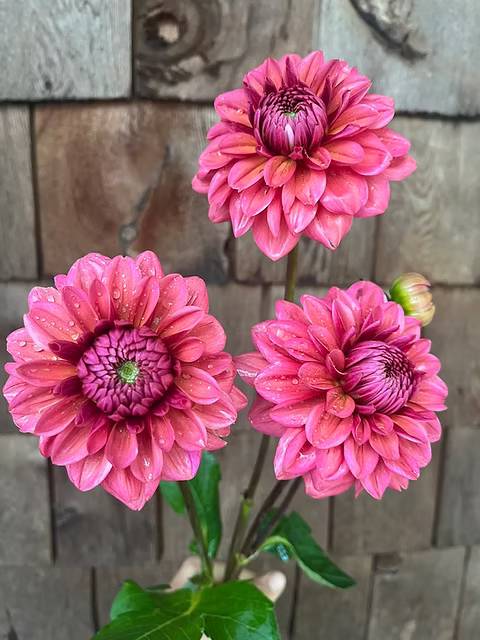 Dahlias