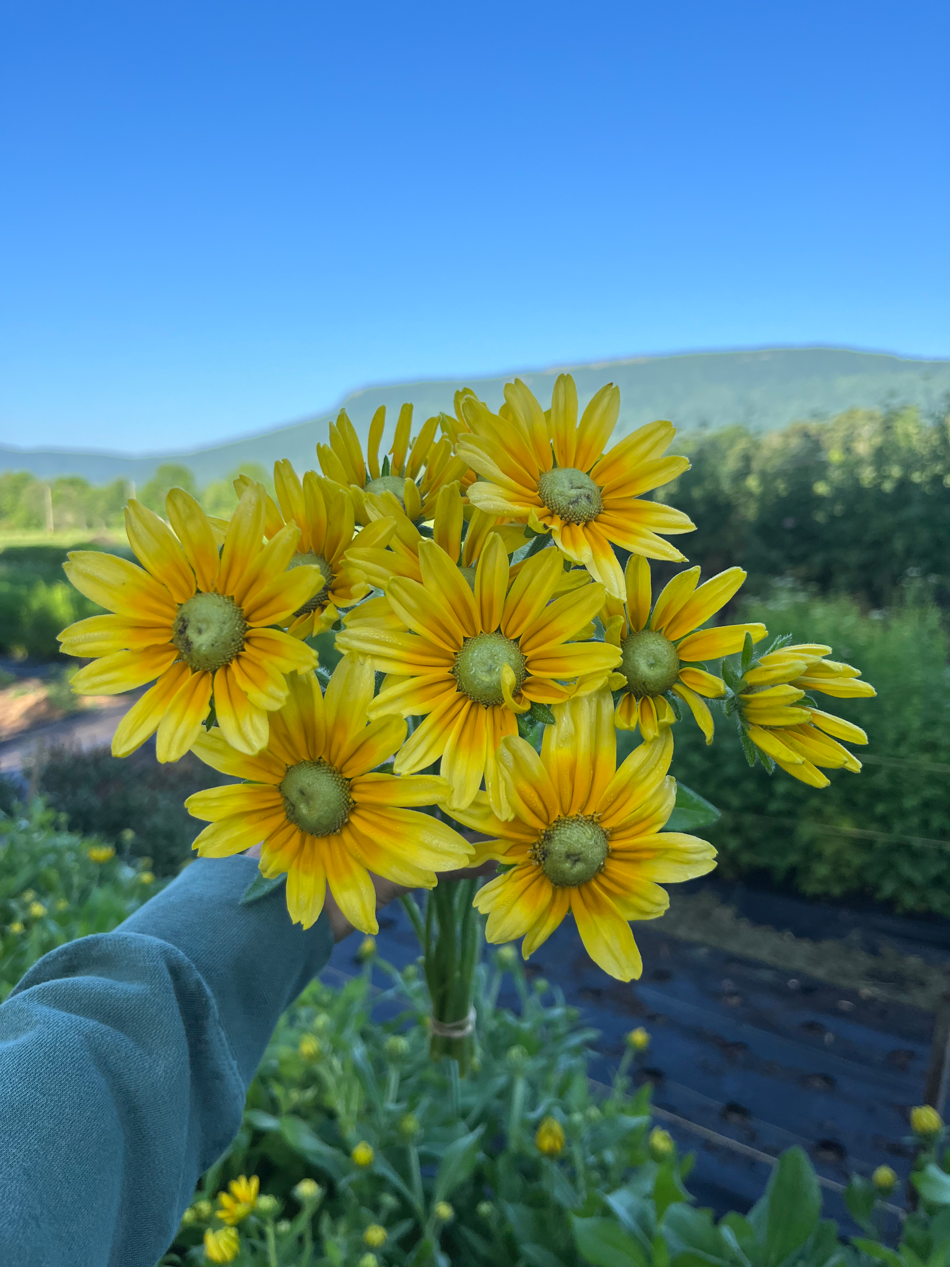 Rudbeckia image 0