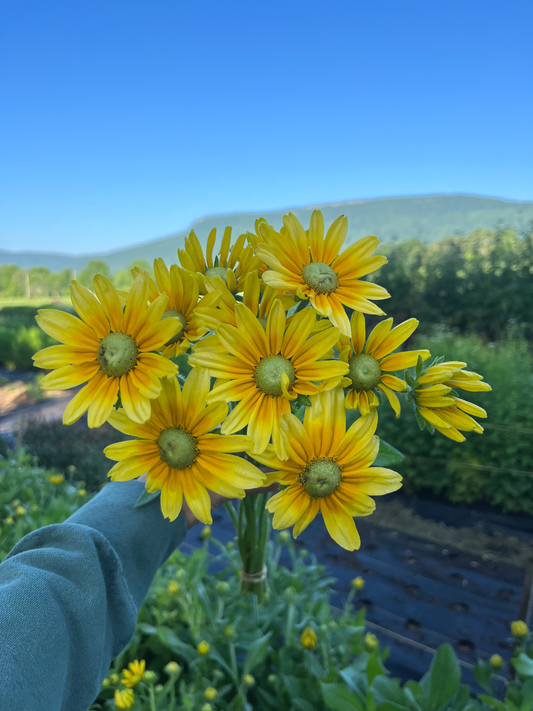 Rudbeckia image 0