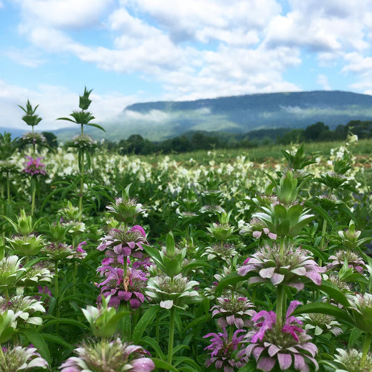 Bee Balm image 0