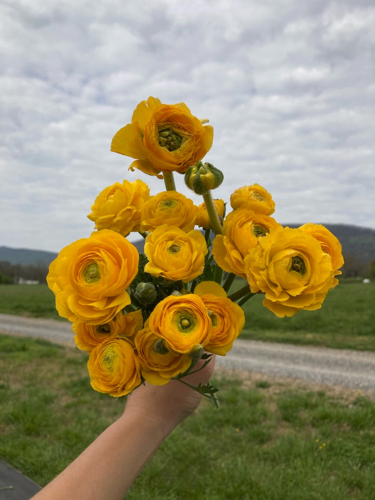 Ranunculus Regular Varieties image 1