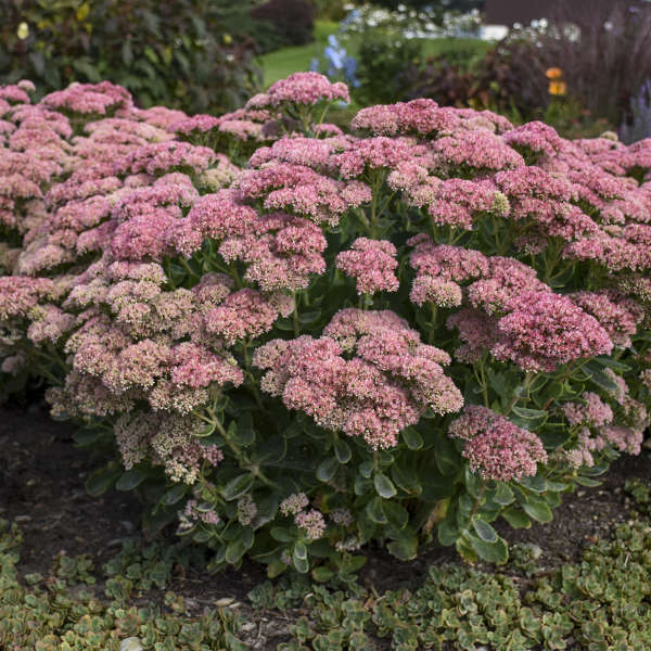 Sedum image 0