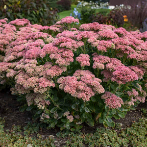 Sedum
