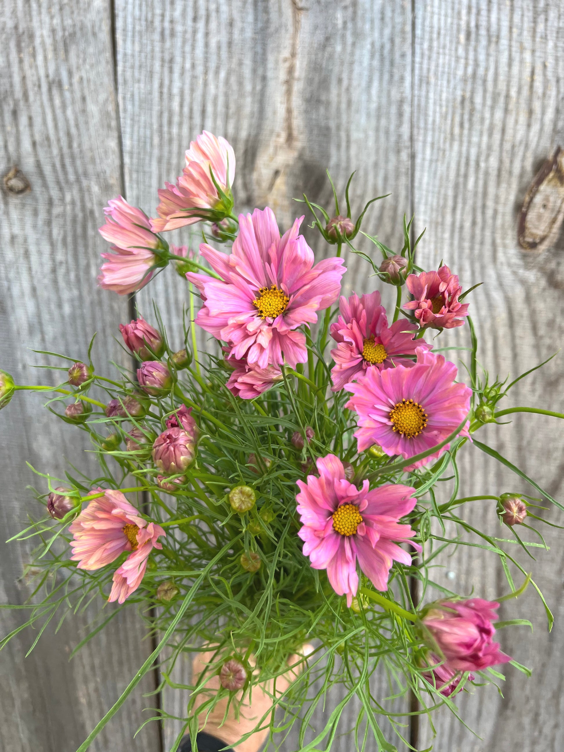 Cosmos image 0