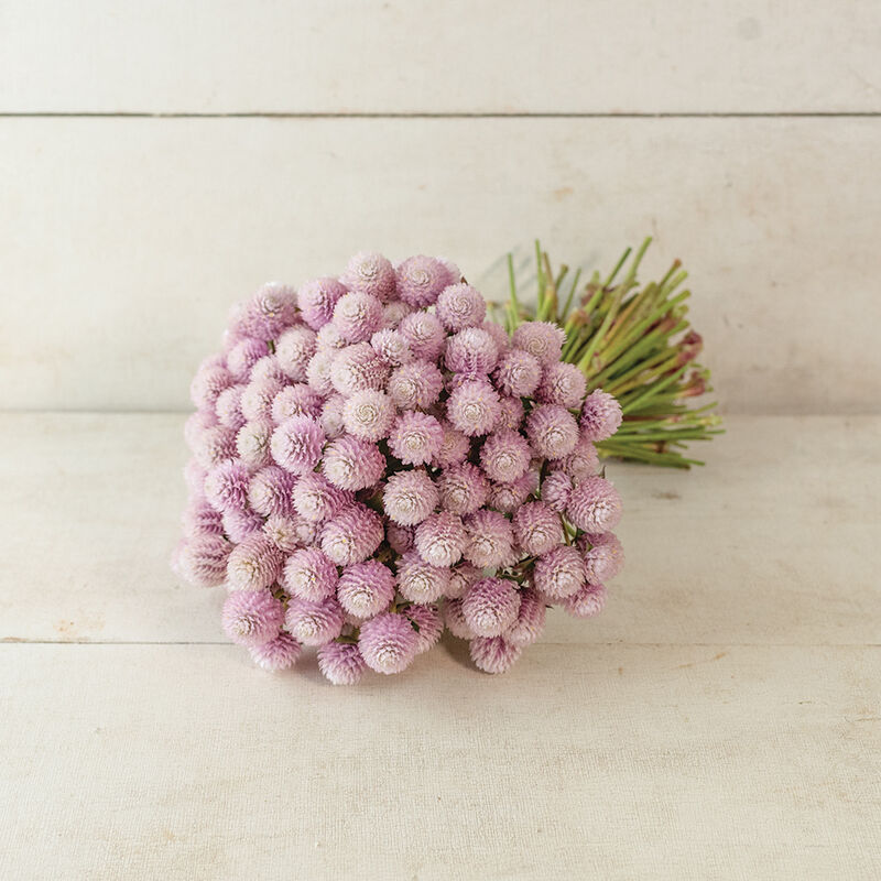Gomphrena image 2
