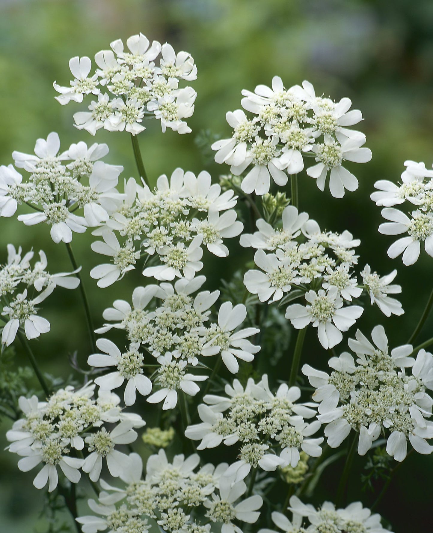 Orlaya image 0