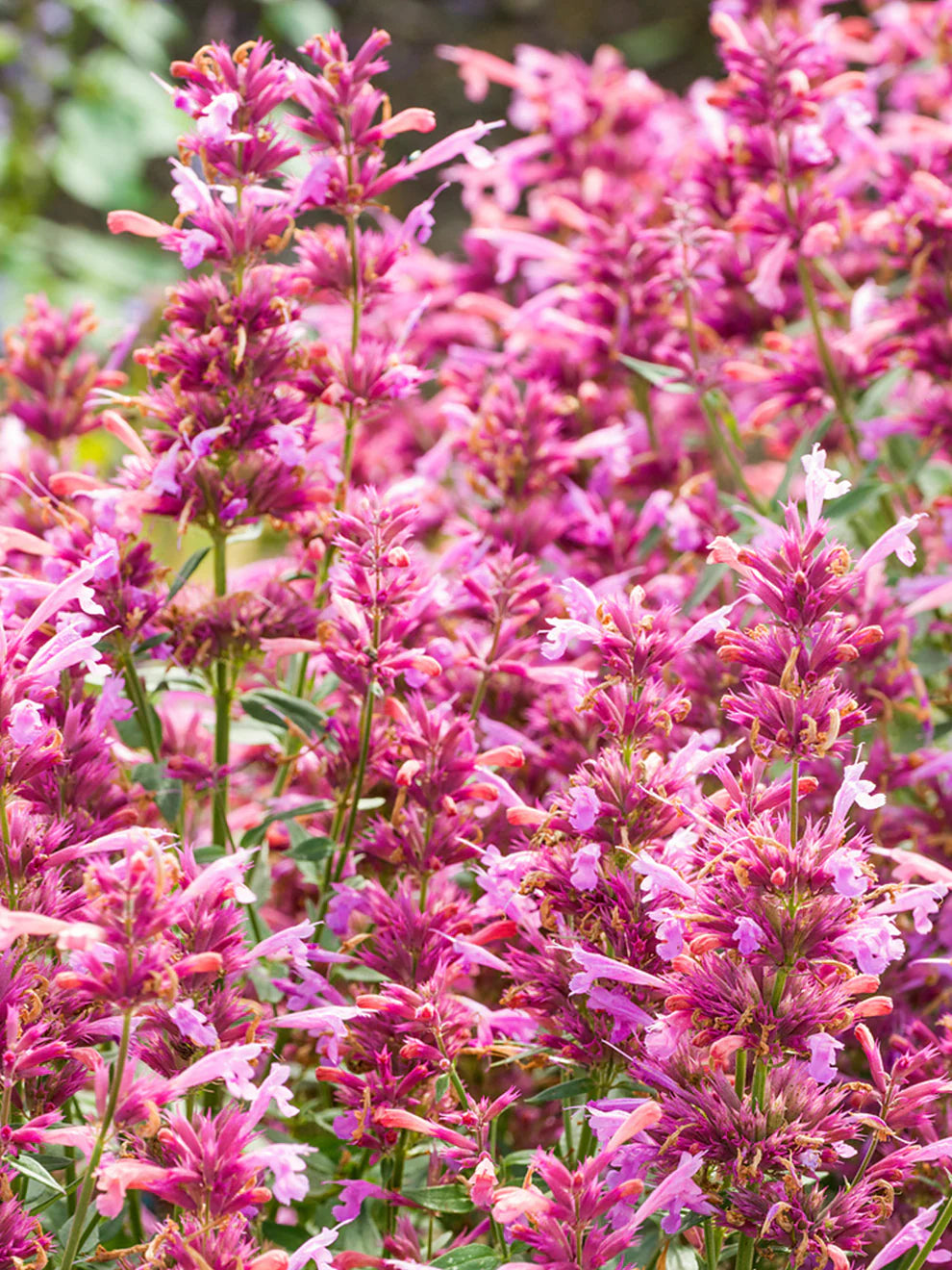 Agastache