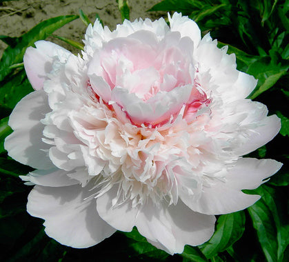 Peonies