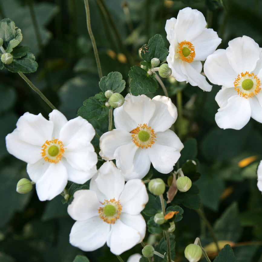 Japanese Anemones