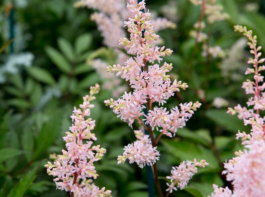 Astilbe