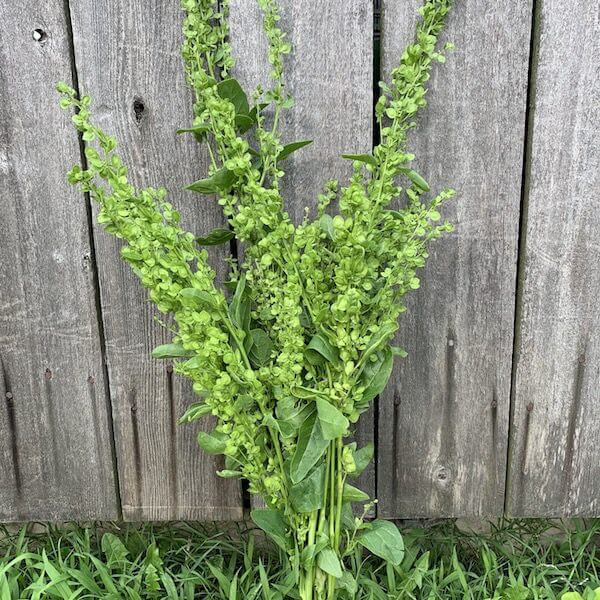 Atriplex